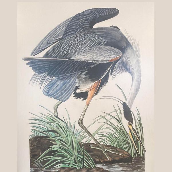 Drawing of a heron on a marsh